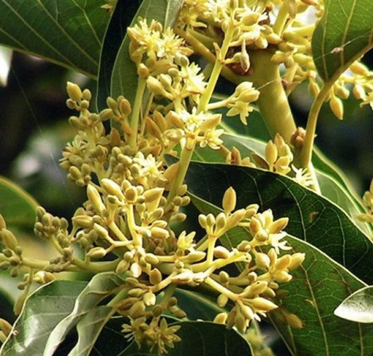 Turmeric – Tupi Tea Anti-Oxidant Ingredient